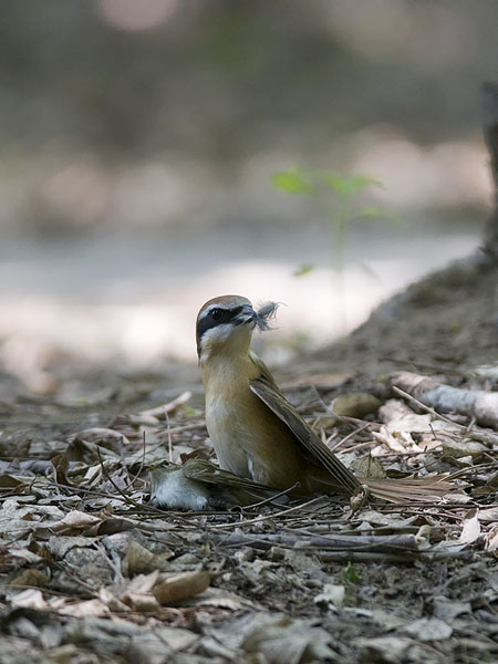 Taigauunilintu, Yellow-browed Warbler, Phylloscopus inornatus